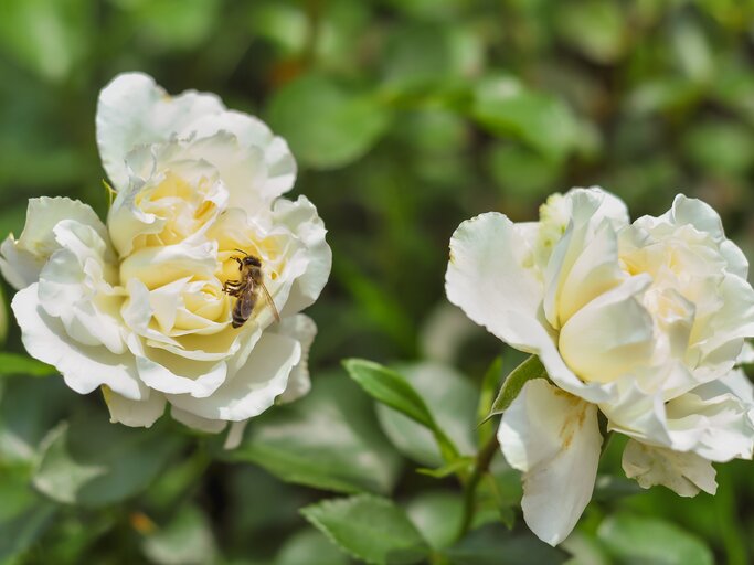Pfingstrosen in Weiß mit Biene auf der Blüte | © AdobeStock/ Andrii_Abriutin