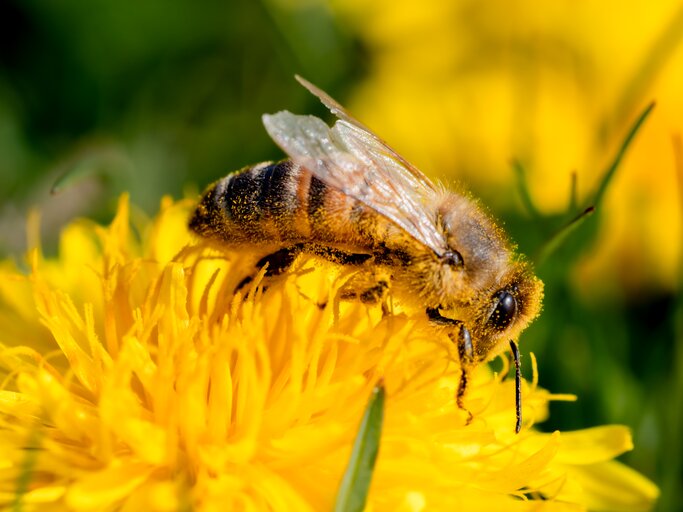 Biene auf farbenfroher Löwenzahn-Blüte | © AdobeStock/ SteveMC