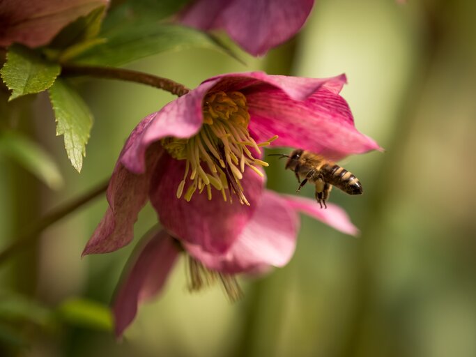 Magentafarbene Blüte mit einer Biene | © AdobeStock/ Marrow83