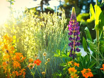 Blumenwiese im Sonnenschein | © AdobeStock/ saturn06