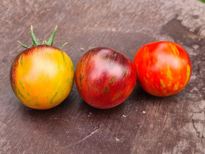 Drei Tomaten-Früchte eine ist lila, gelb und grün, eines andere ist rot, lila und grün und das dritte ist orange, gelb und grün. | © Copyright: Mattias Nemeth