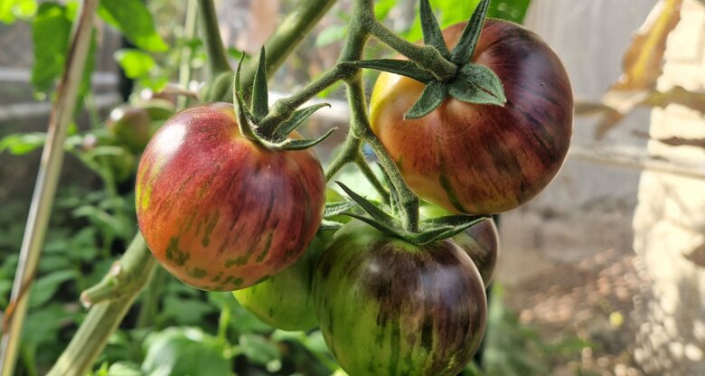 Fünf Tomaten in verschiedenen Reifegraden. Die reifen sind rot, gelb, orange, lila und grün. | © Copyright: Mattias Nemeth