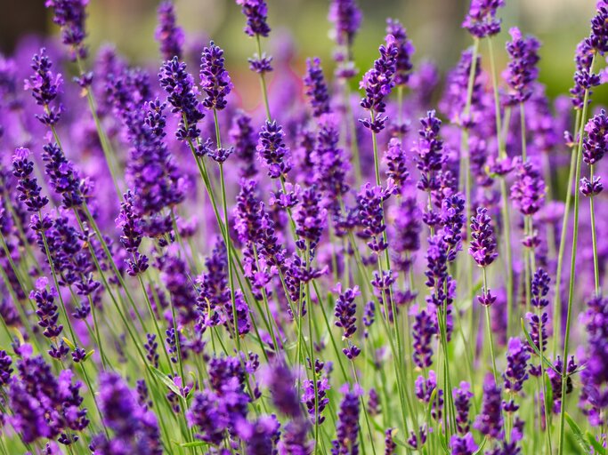 Blühender Lavendelstrauch in Lila | © AdobeStock/ Hubert Schwarz