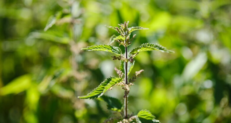 Brennnesselpflanze in Nahaufnahme | © AdobeStock/ Atbphotography/Wirestock Creators