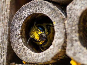Eine Biene mit Pollen auf dem Gesicht, wie sie aus einem Röhrchen hinausschaut. | © Volker Loche / stock.adobe.com