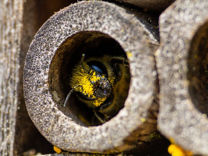 Eine Biene mit Pollen auf dem Gesicht, wie sie aus einem Röhrchen hinausschaut. | © Volker Loche / stock.adobe.com