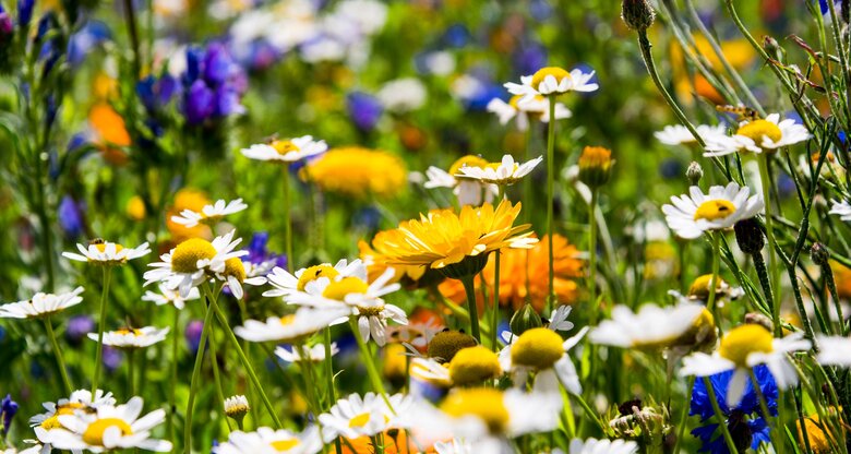 Farbenfrohe Blumenwiese in Nahaufnahme | © AdobeStock/Sonja