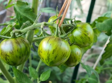 Grüne Tomaten mit dunkelgrünen Streifen in einem Gewächshaus. | © Mattias Nemeth